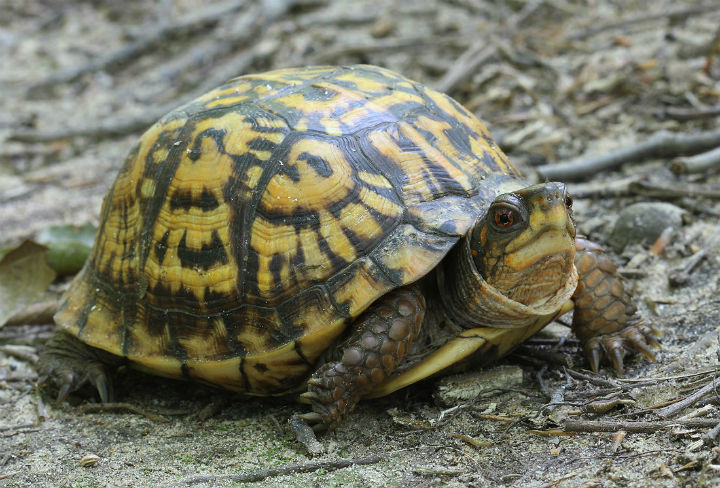 Eastern Box Turtle